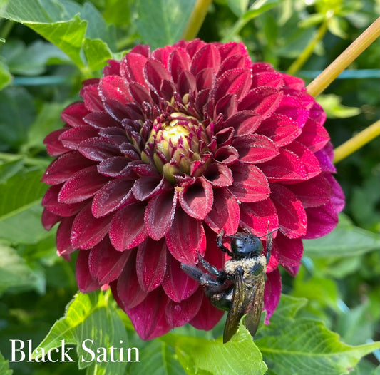 Black Satin