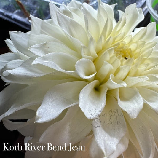 Korb River Bend Jean