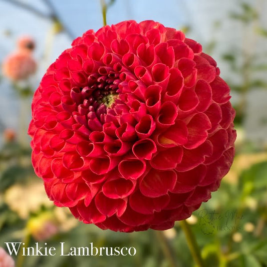 Winkie Lambrusco