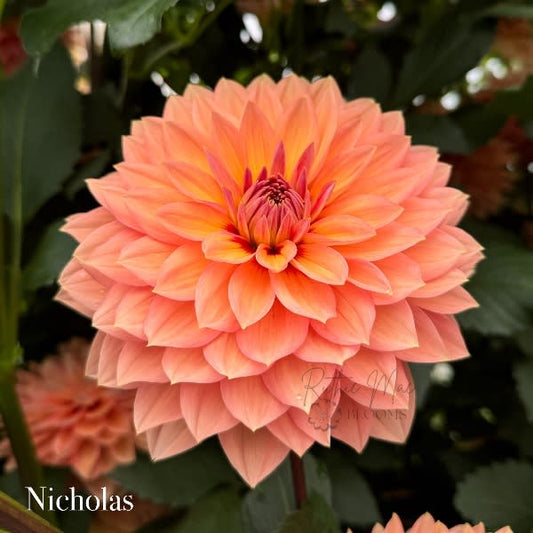 Nicholas