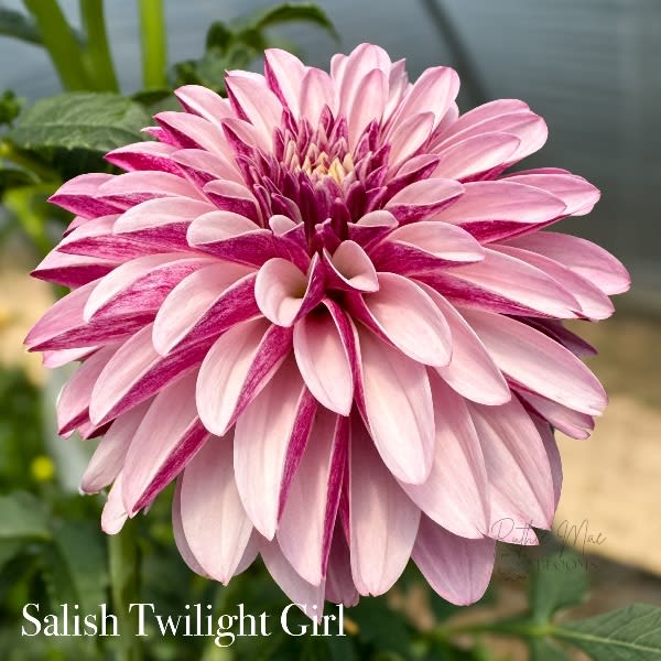 Salish Twilight Girl