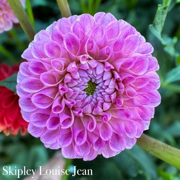 Skipley Lois Jean