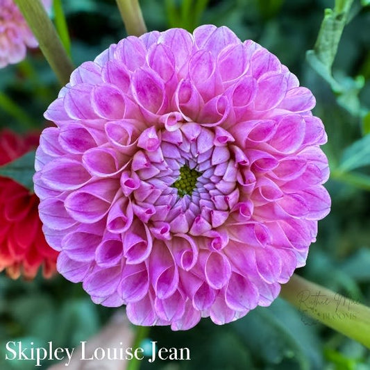 Skipley Lois Jean
