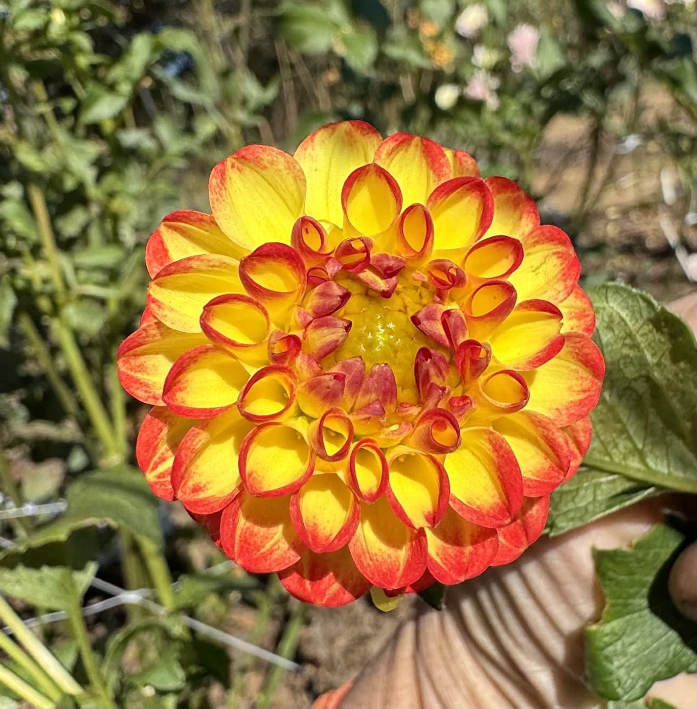 Little Beeswings - LIMIT 1