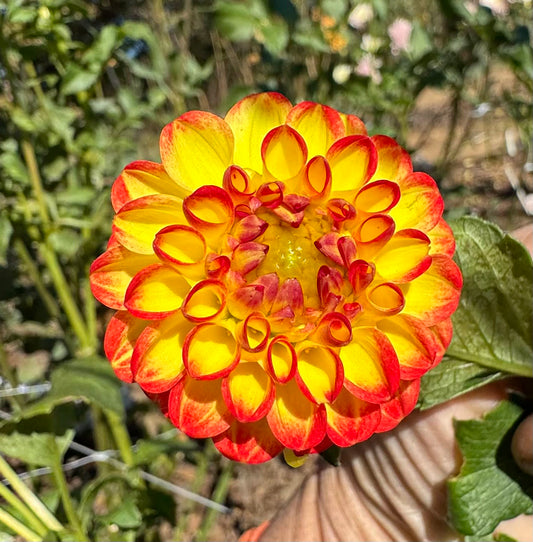 Little Beeswings - LIMIT 1