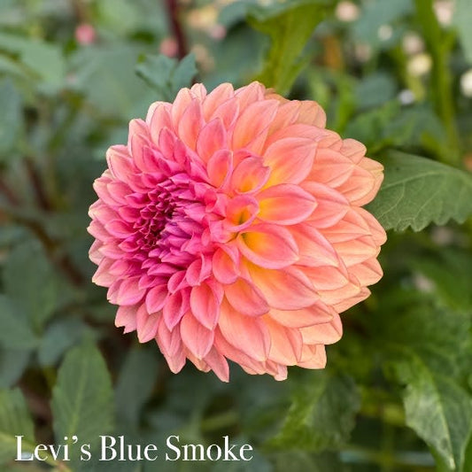 Levi's Blue Smoke - LIMIT 1