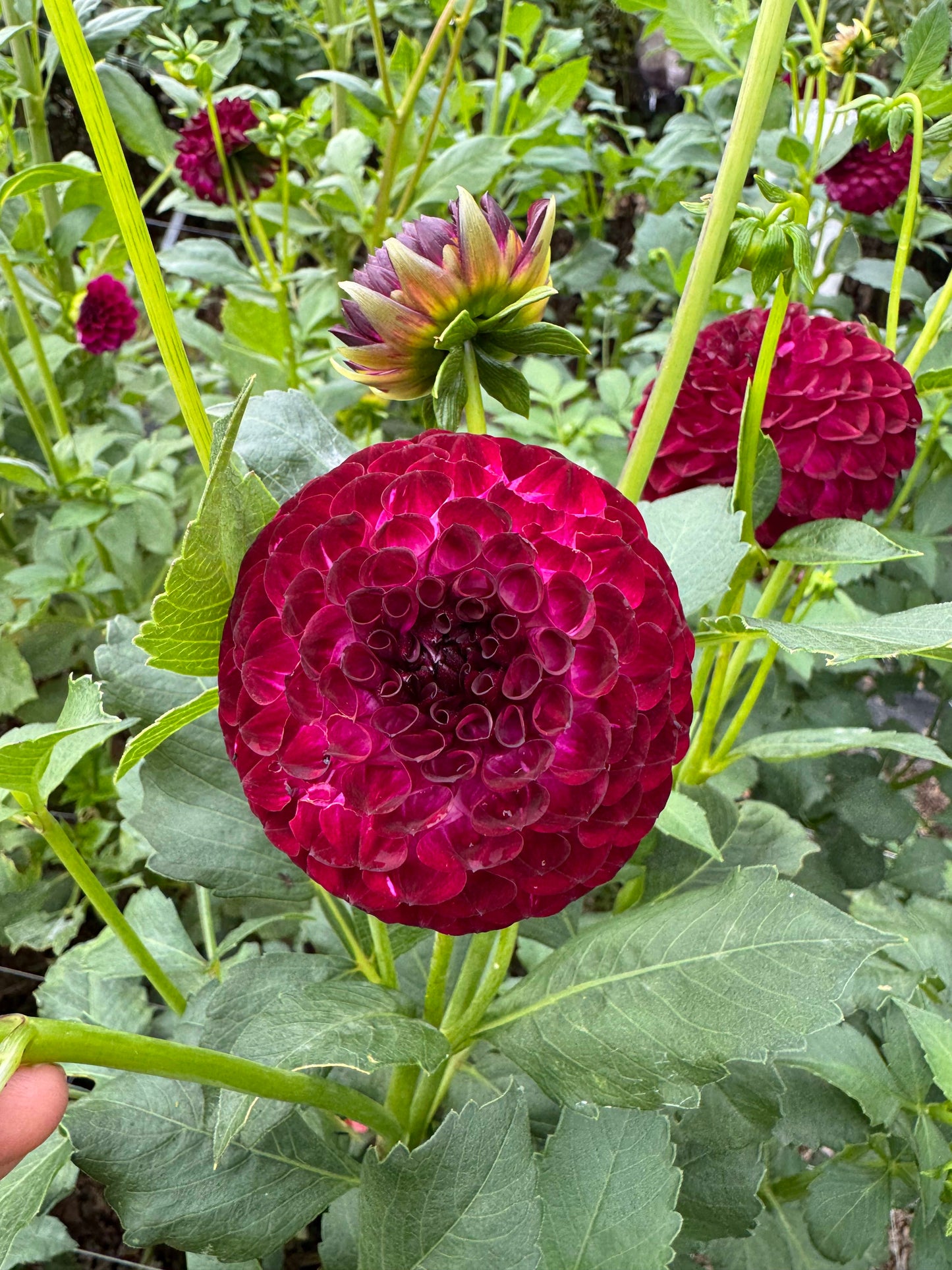 Downham Peggy - LIMIT 1