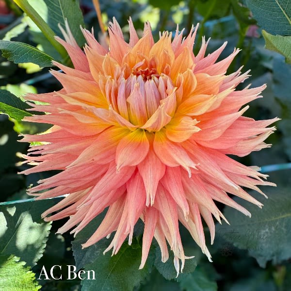 AC Ben – Ruthie Mae Blooms