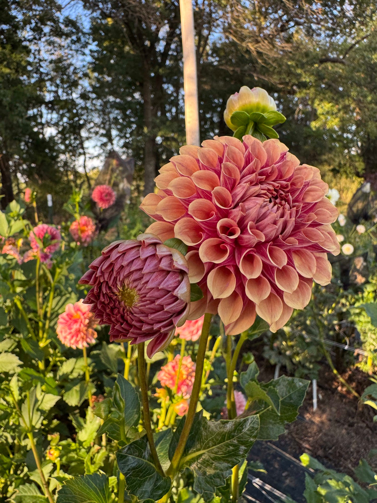 Burfoot Desert Rose