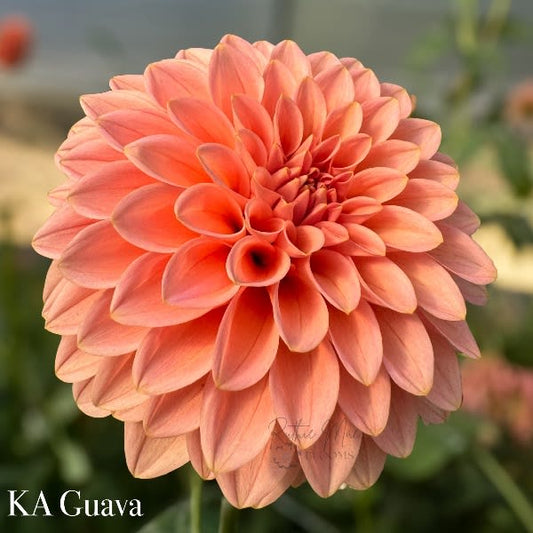 KA's Guava - LIMIT 1