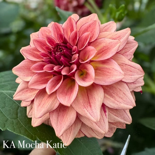 KA's Mocha Katie - LIMIT 1