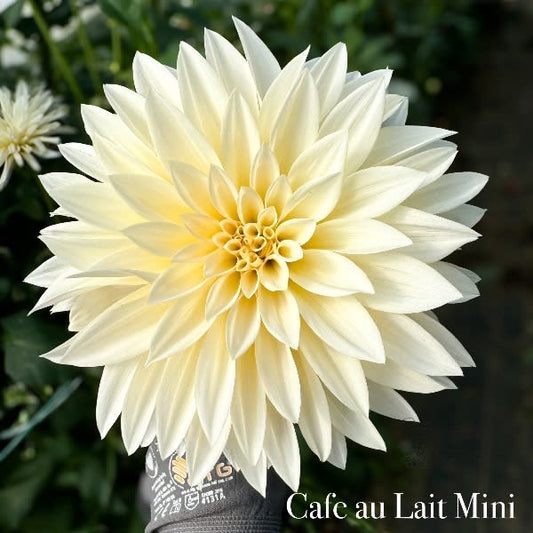 Cafe Au Lait Mini