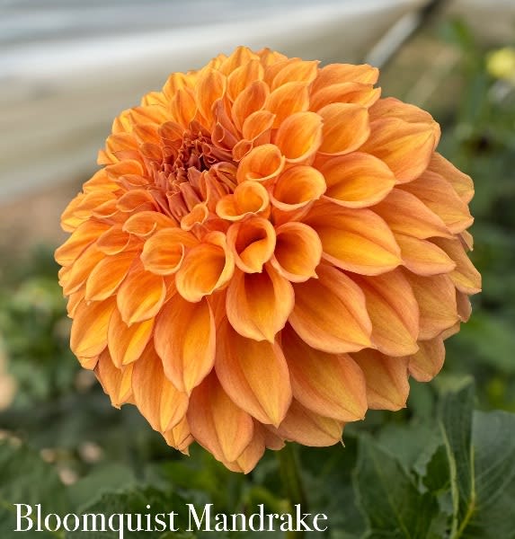 Bloomquist Mandrake