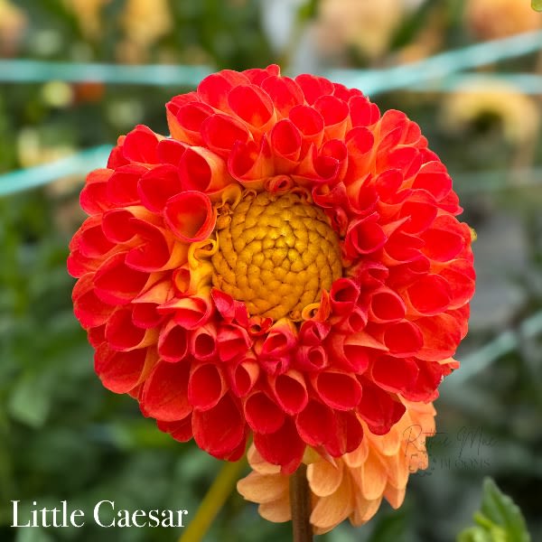 Little Caesar
