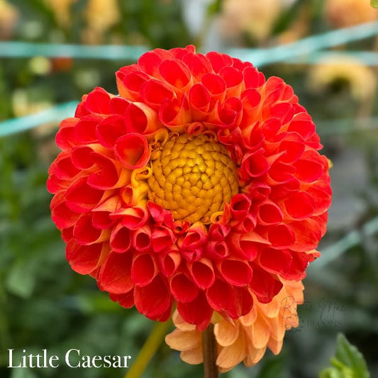 Little Caesar