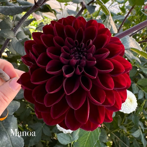 Manoa