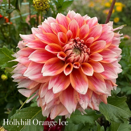 Hollyhill Orange Ice