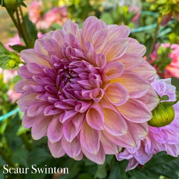 Scaur Swinton