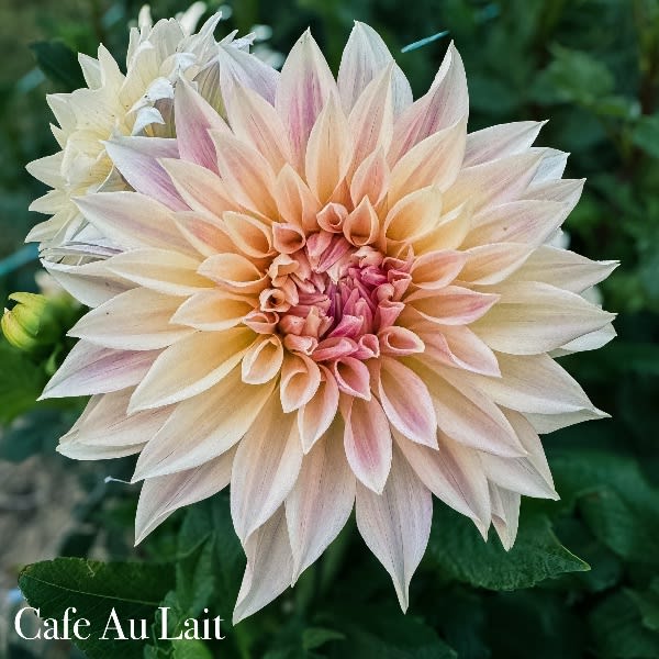 Cafe Au Lait