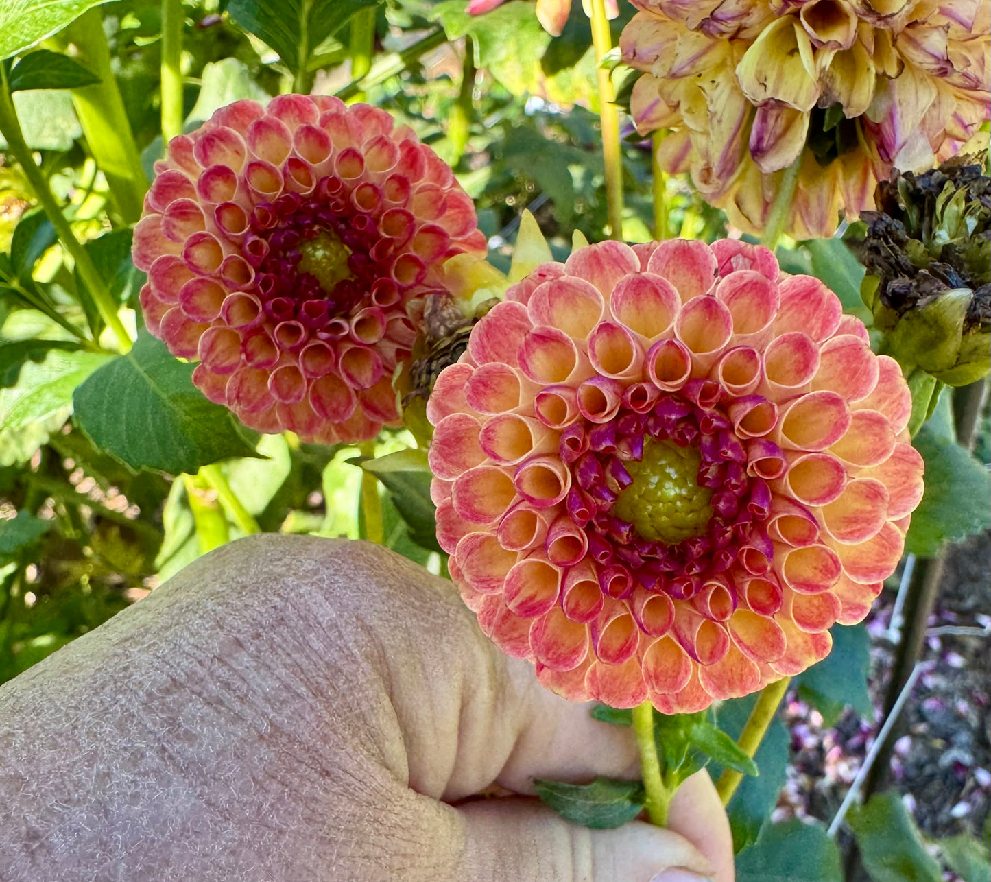 Rosemary Dawn