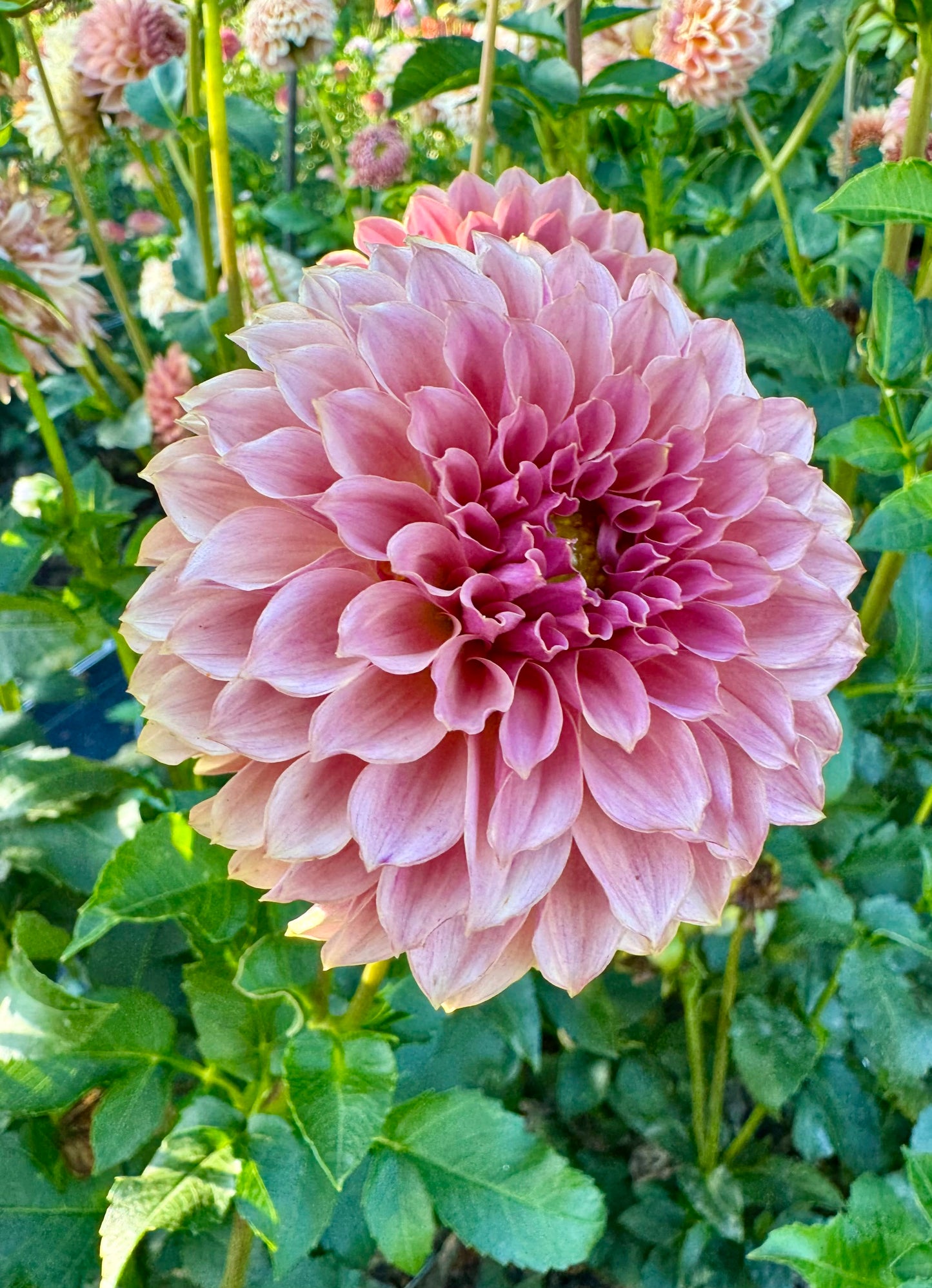 KA's Coral Sea  - LIMIT 1