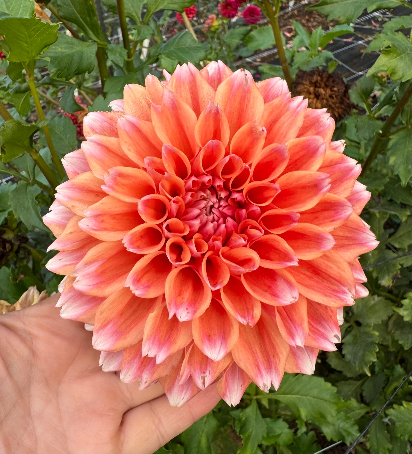 Hollyhill Orange Ice