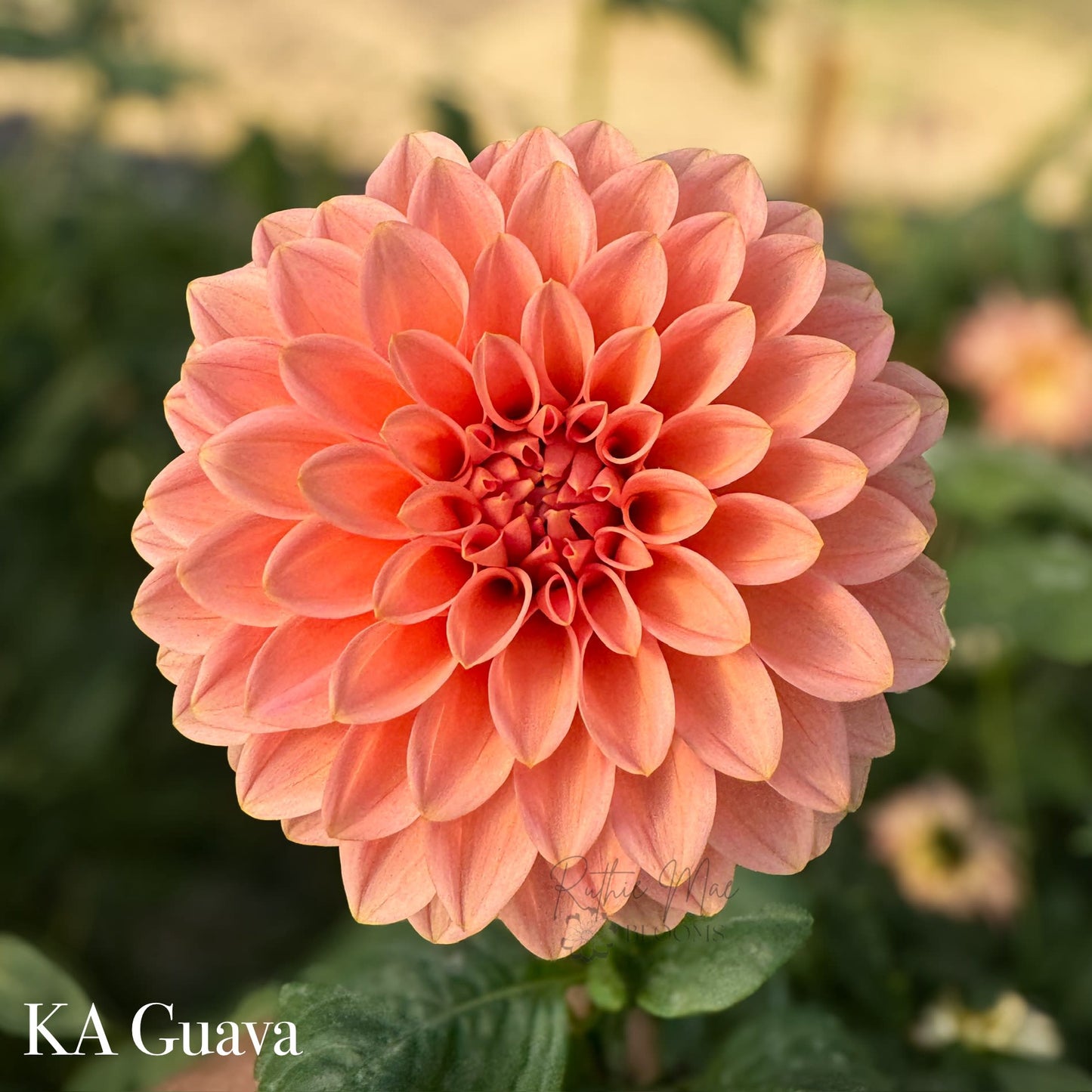 KA's Guava - LIMIT 1