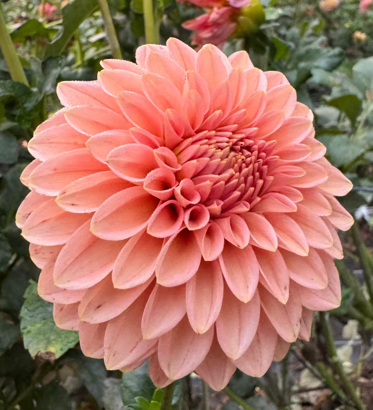 KA's Guava - LIMIT 1