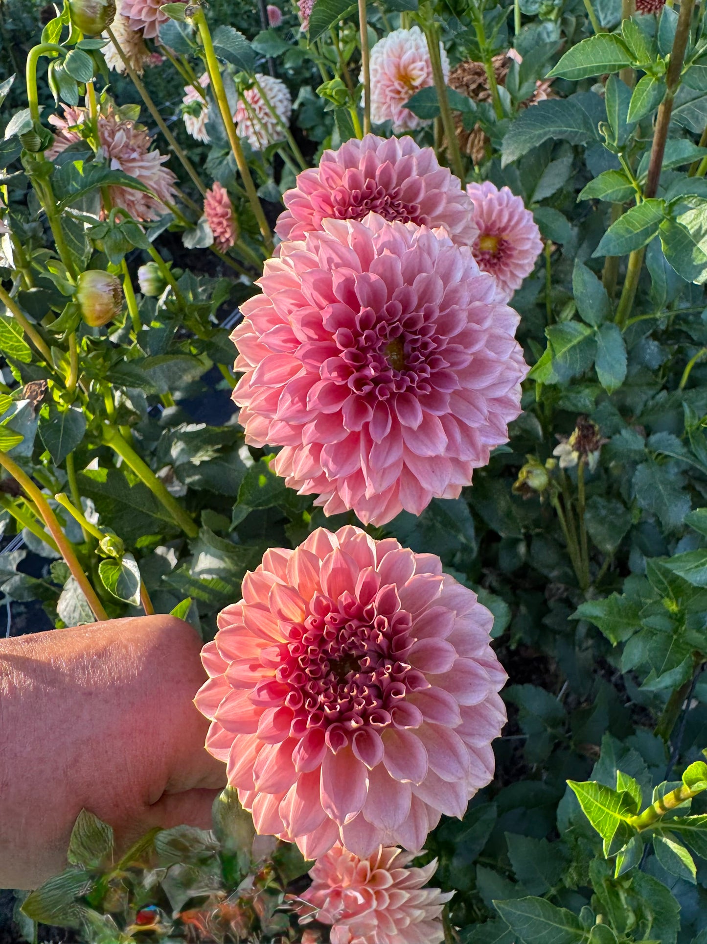 KA's Coral Sea  - LIMIT 1