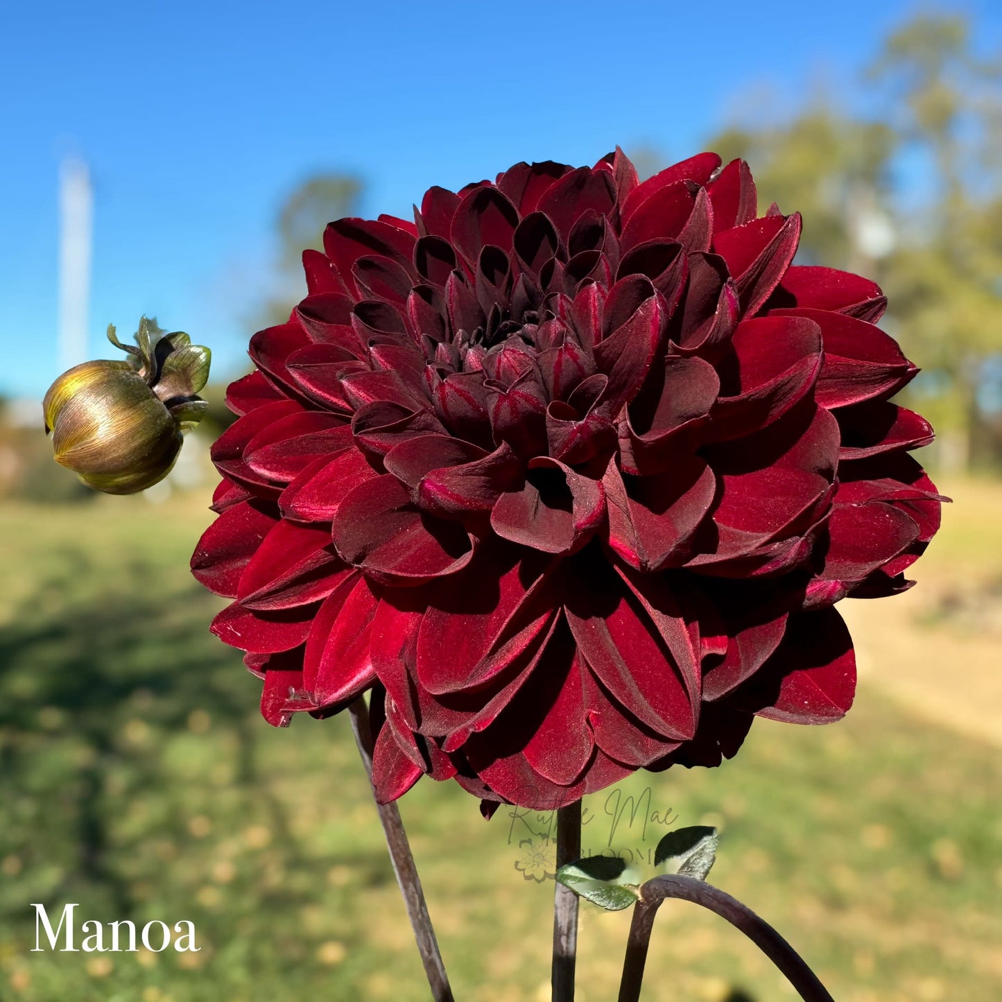 Manoa