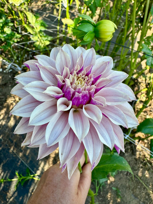 River's Artichoke - LIMIT 1