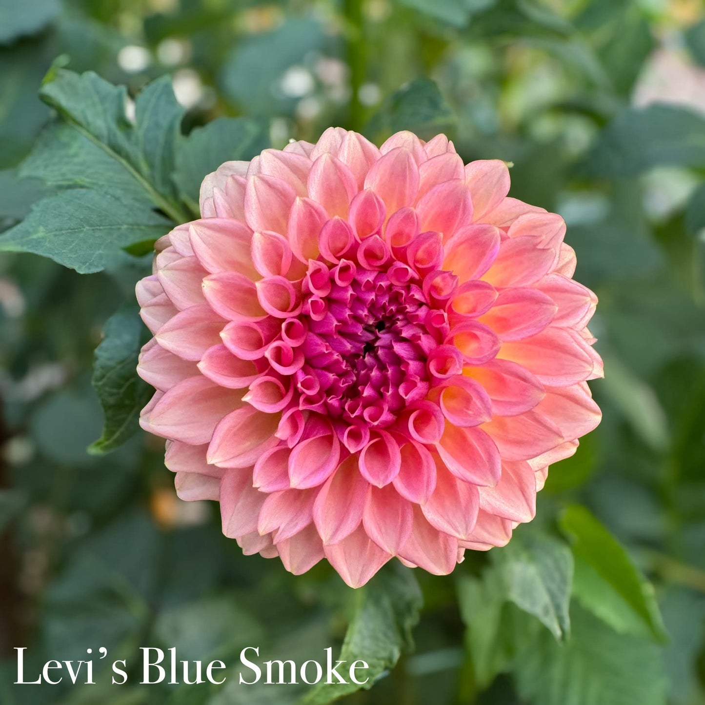 Levi's Blue Smoke - LIMIT 1