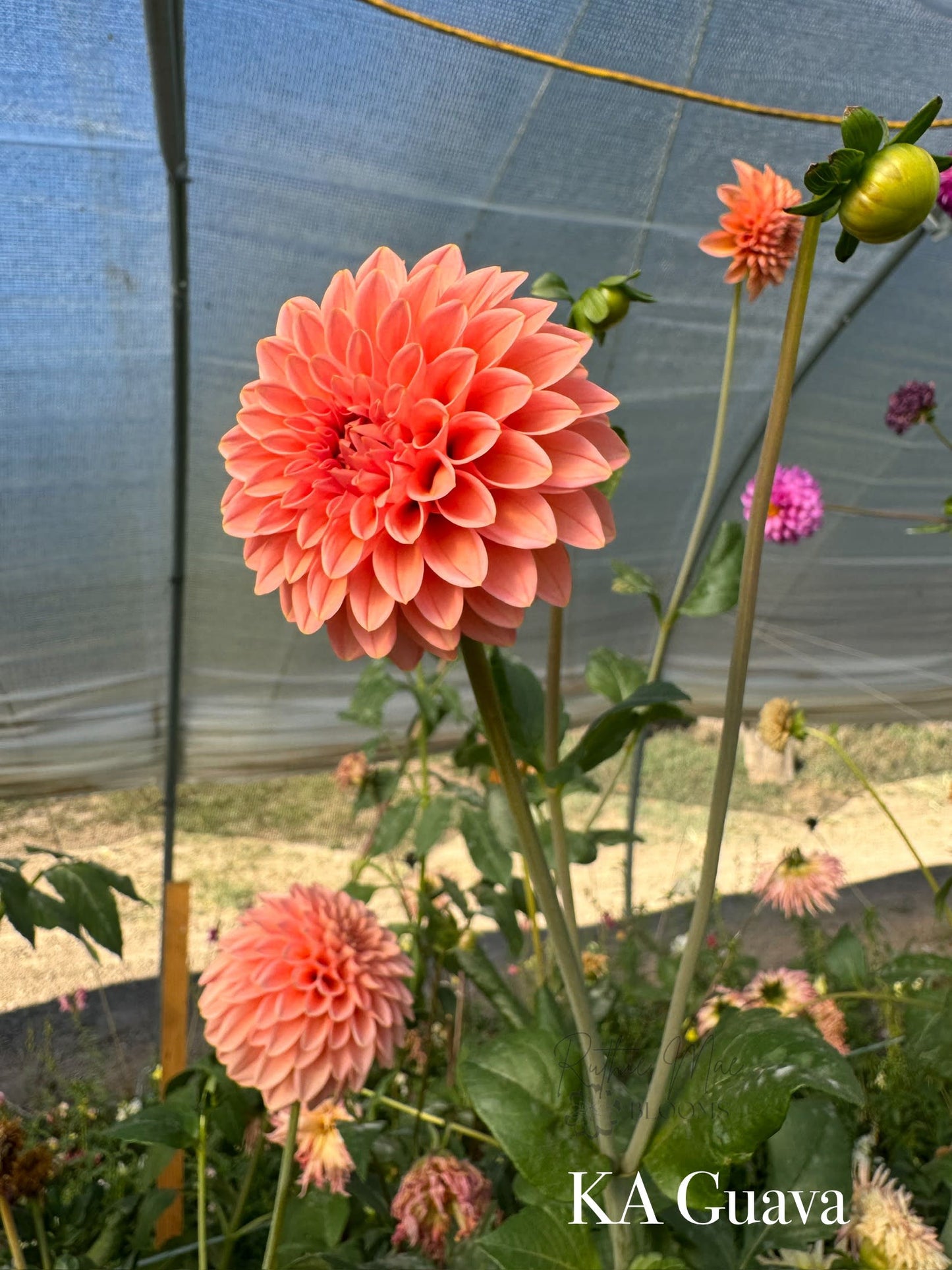 KA's Guava - LIMIT 1