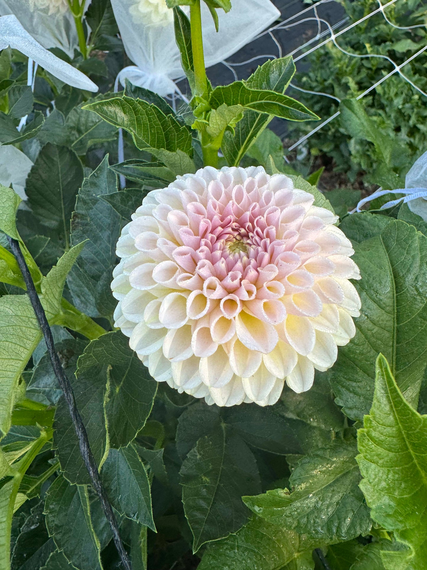 KA's Cinder Rose - LIMIT 1