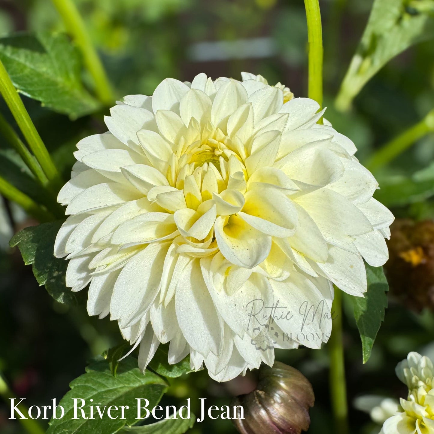 Korb River Bend Jean
