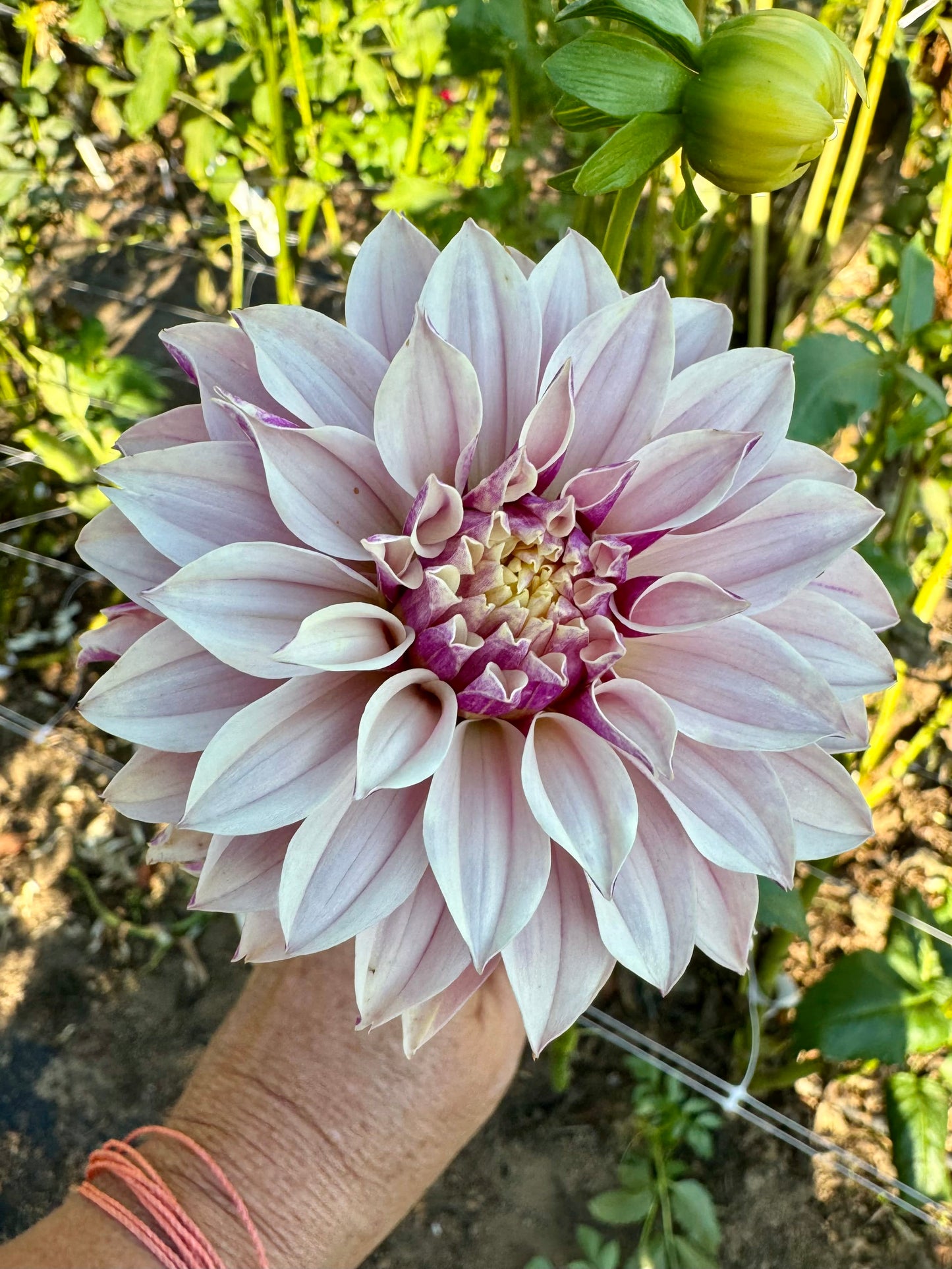 River's Artichoke - LIMIT 1