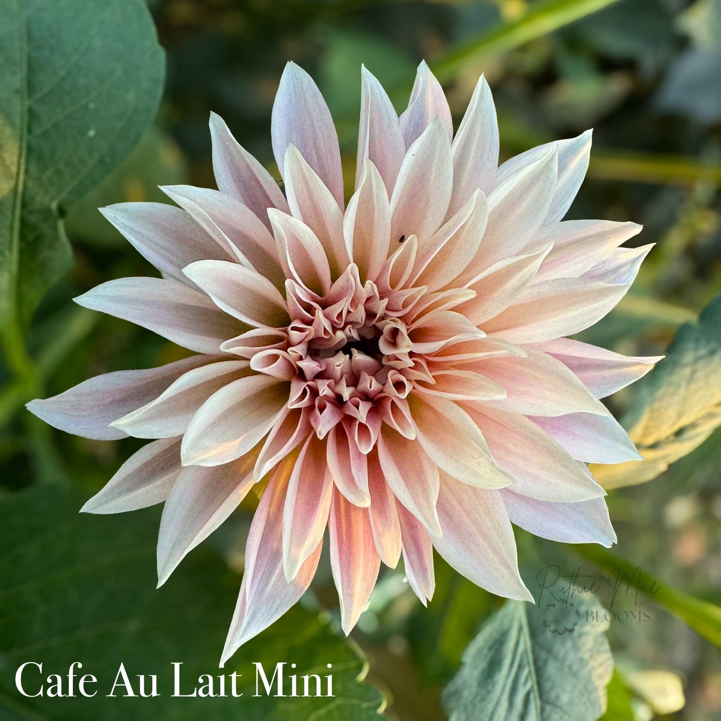 Cafe Au Lait Mini