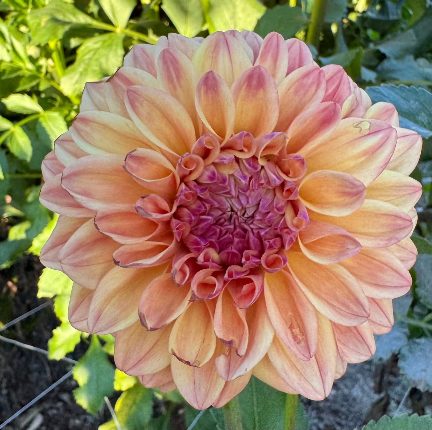 Ace Summer Sunset