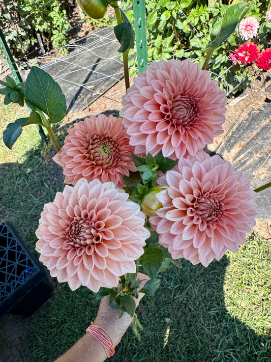 KA's Apricot Jam - LIMIT 1