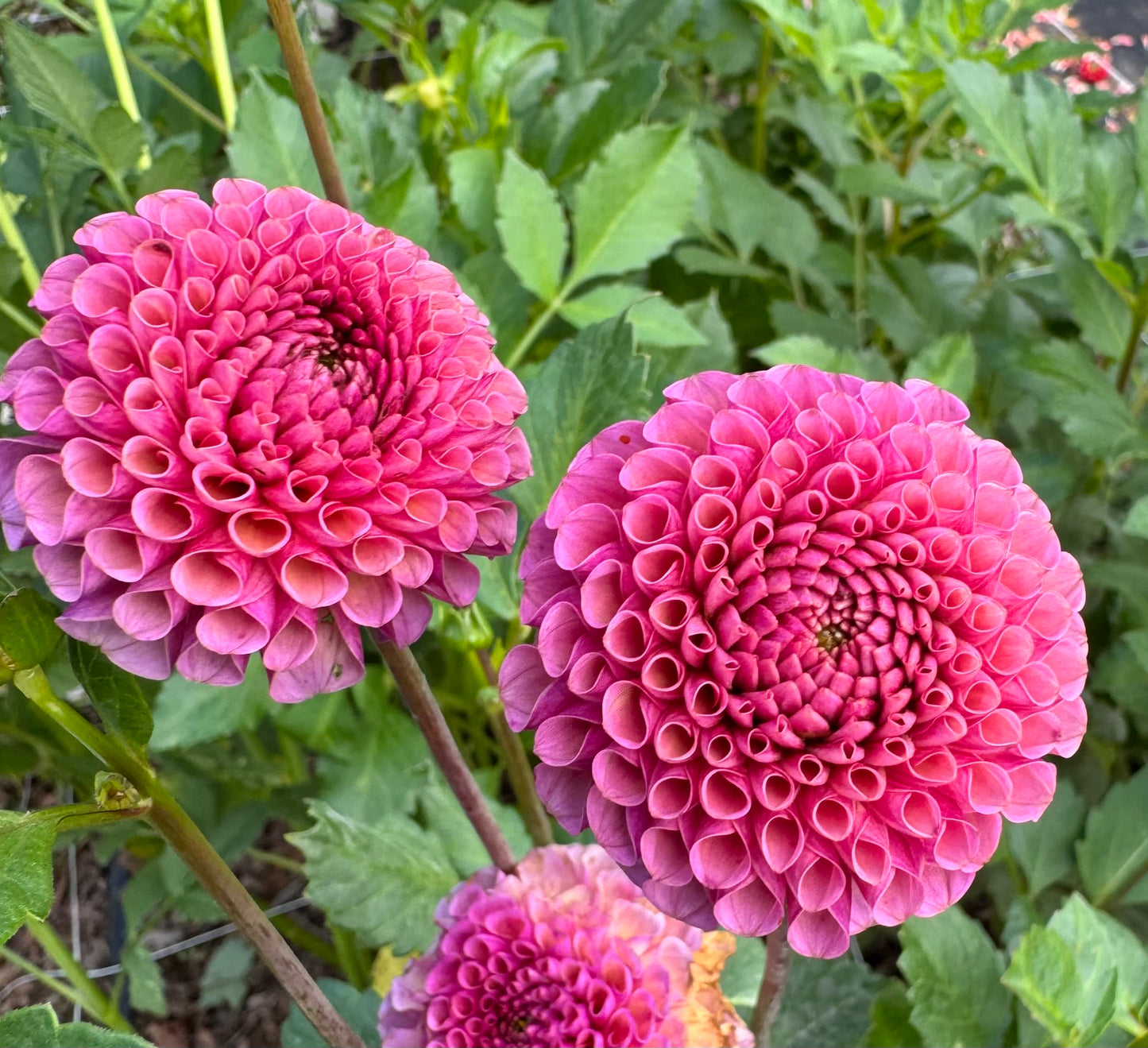 Koko Puff