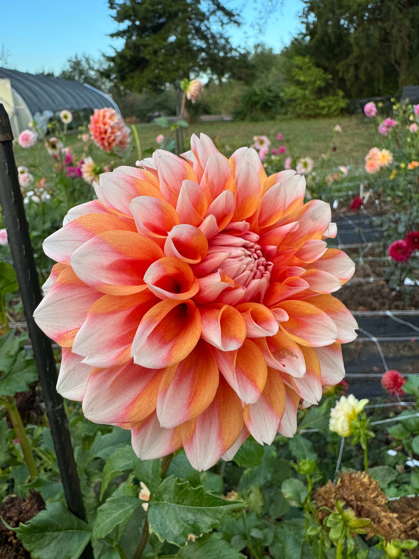 Hollyhill Orange Ice