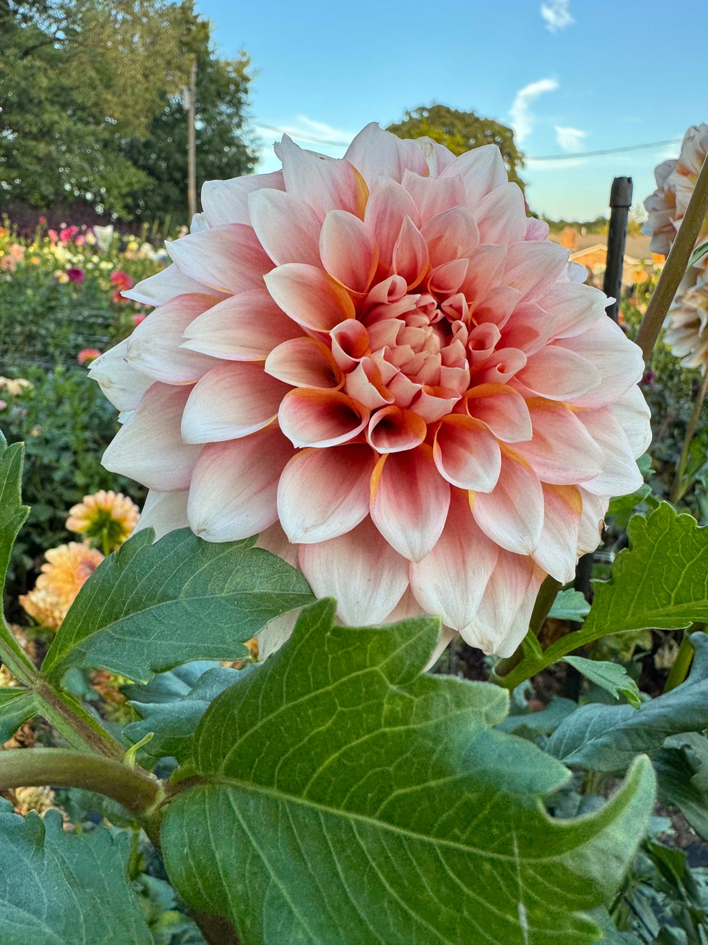 Hollyhill Orange Ice