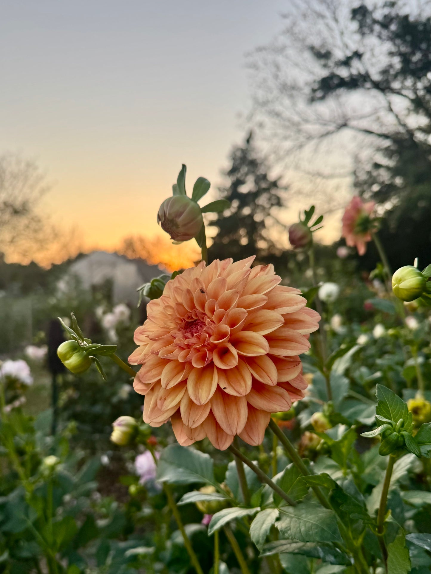 Ace Summer Sunset
