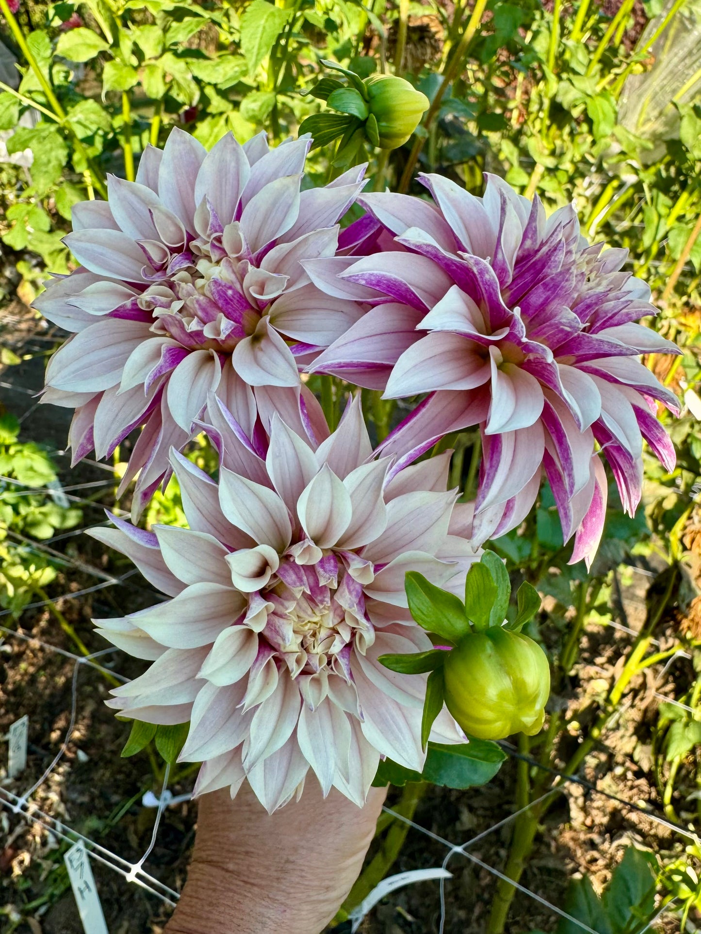 River's Artichoke - LIMIT 1