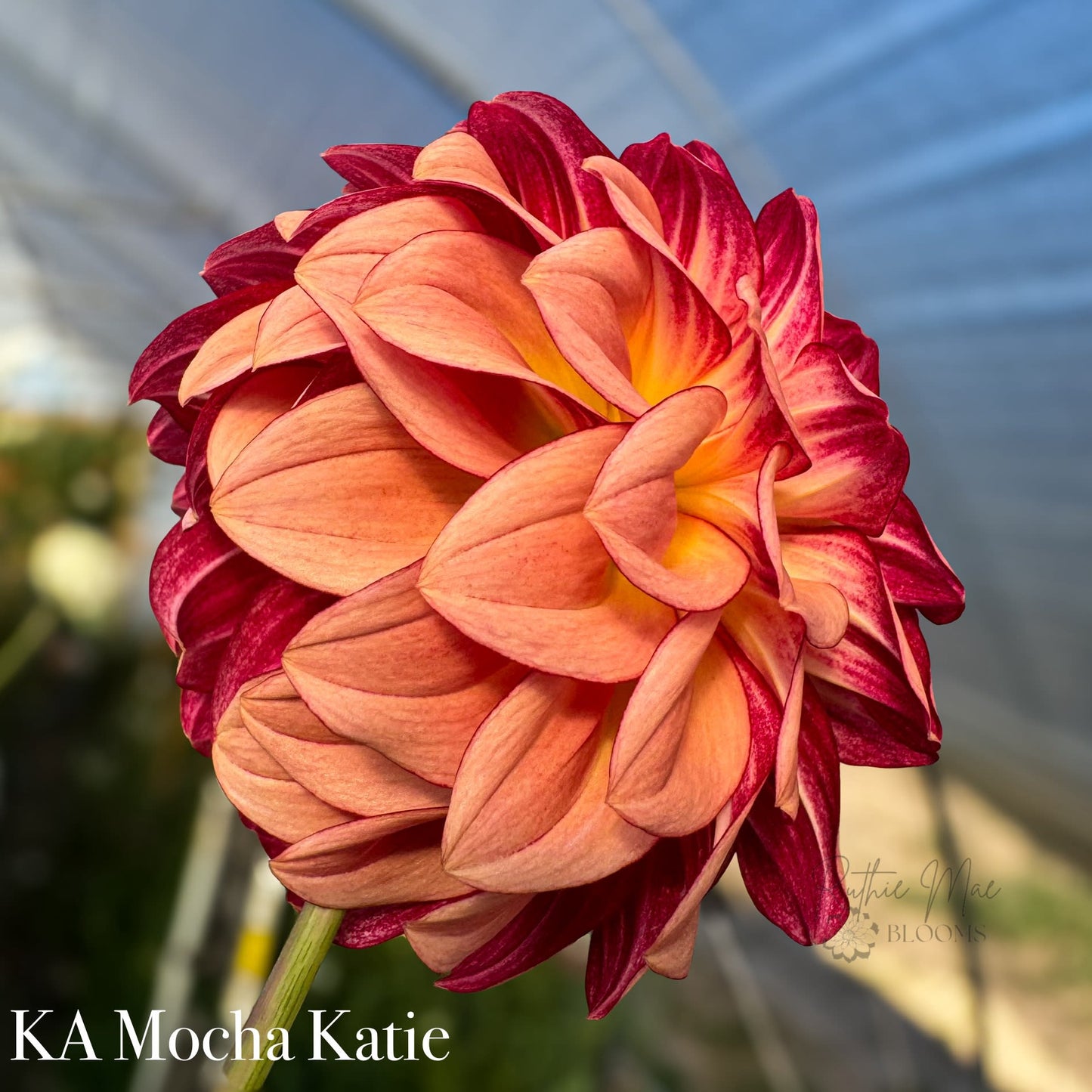 KA's Mocha Katie - LIMIT 1