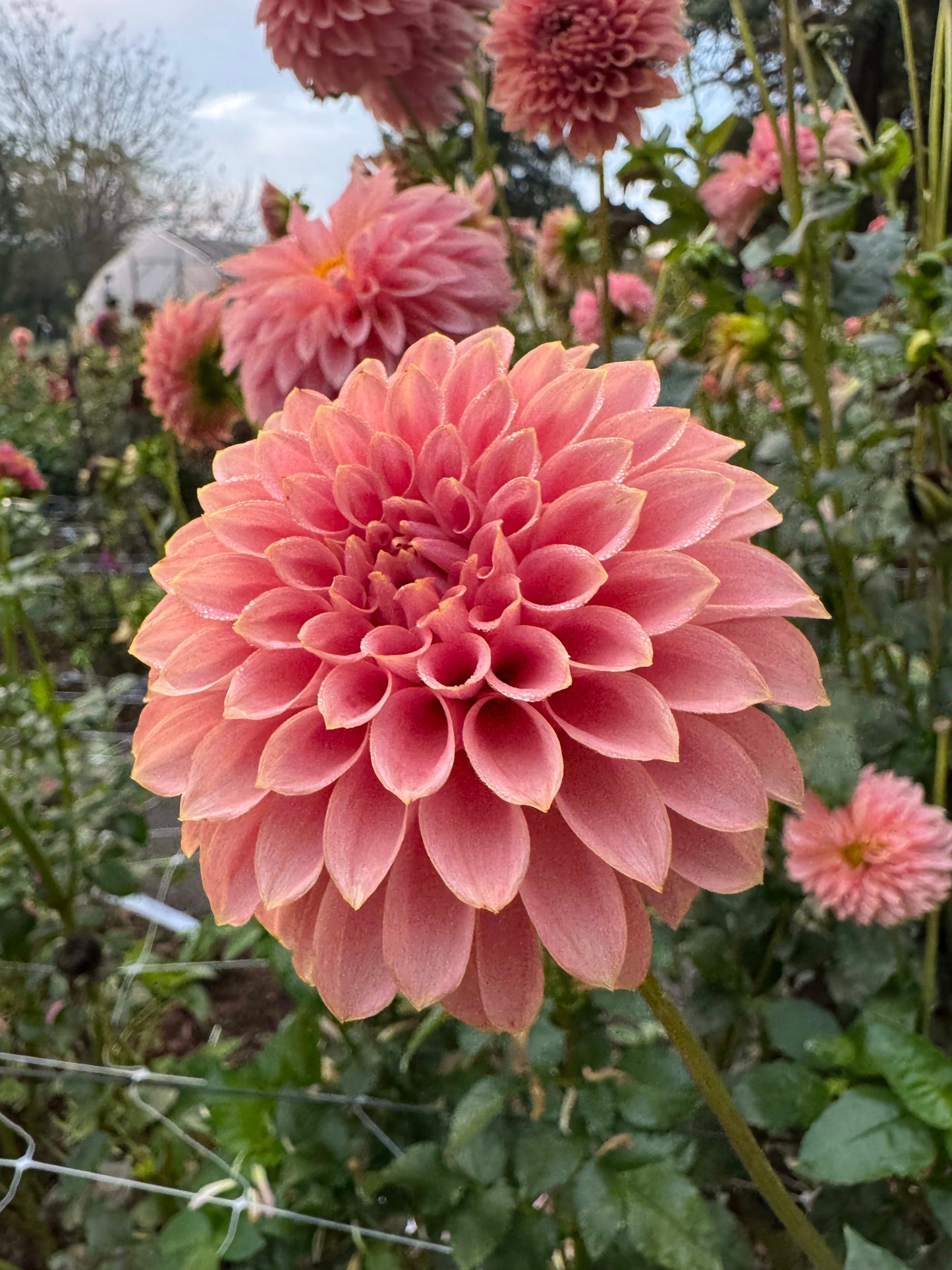 KA's Coral Sea  - LIMIT 1