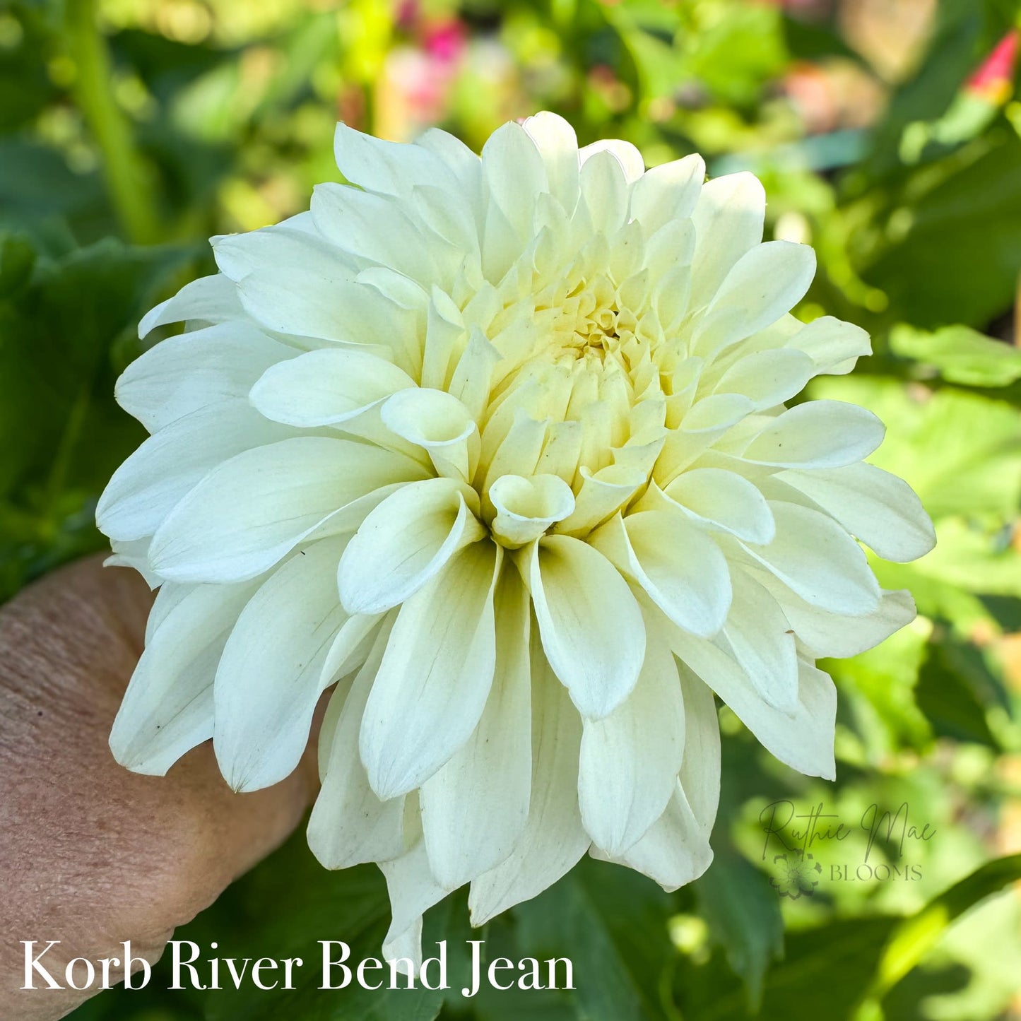 Korb River Bend Jean
