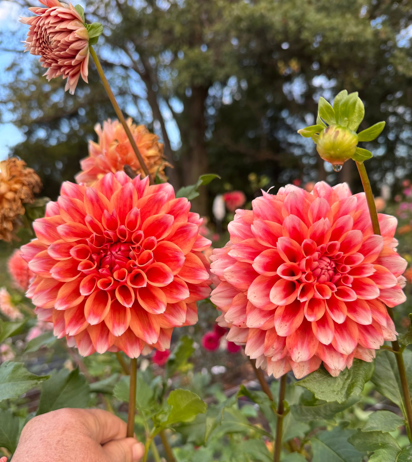 Hollyhill Orange Ice